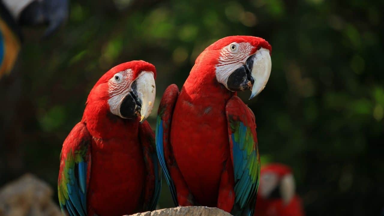 Cockatiel Bird Price In India