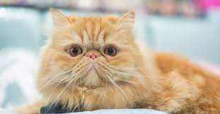 Persian Cat Price In India Lifeyet   Persian Cat Price In India 