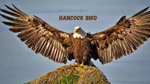 Hancock Bird: Symbolism, Spiritual Significance, and Cultural Interpretations